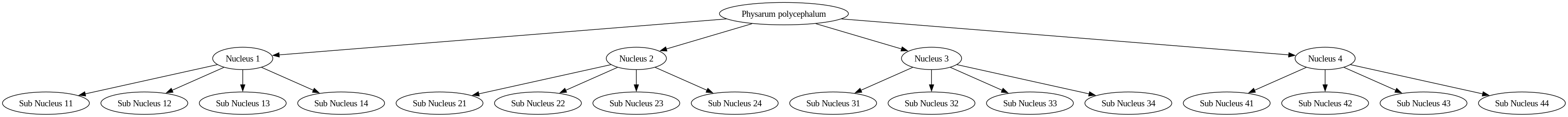 physarum_hierarchy.png